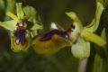 Ophrys incubacea